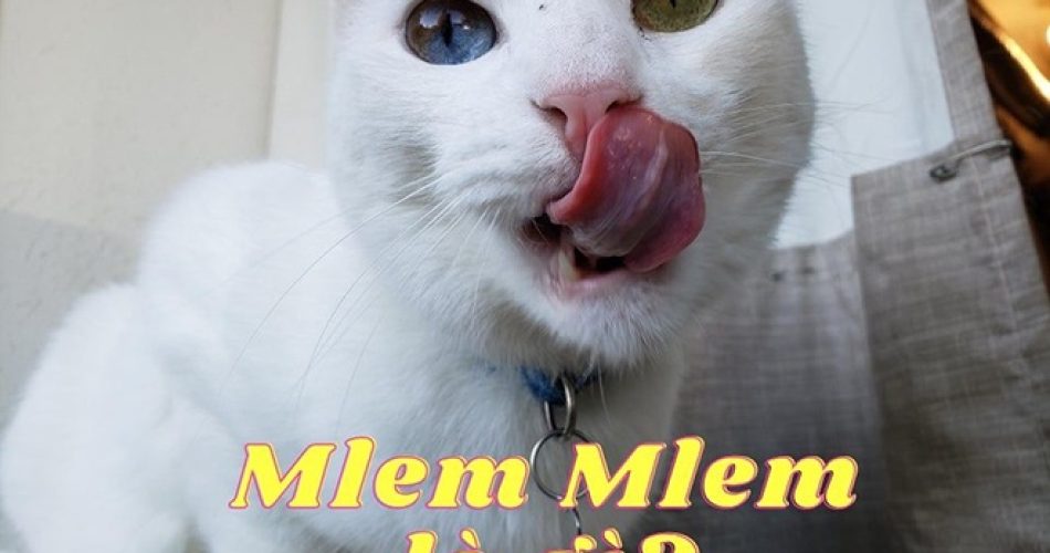 mlem-mlem-la-gi